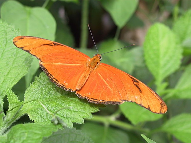 Dryas iulia &copy; <a href="//commons.wikimedia.org/wiki/User:Stevenj" title="User:Stevenj">Steven G. Johnson</a>