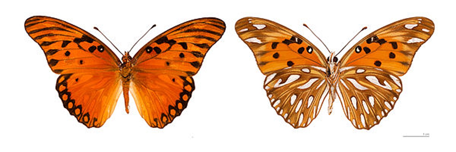 Gulf Fritillary © <div class="fn value">
<a href="//commons.wikimedia.org/wiki/User:Archaeodontosaurus" title="User:Archaeodontosaurus">Didier Descouens</a>
</div>