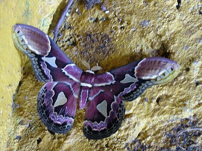 Rothschildia erycina &copy; <a href="//commons.wikimedia.org/wiki/User:Annabel" title="User:Annabel">Annabel</a>