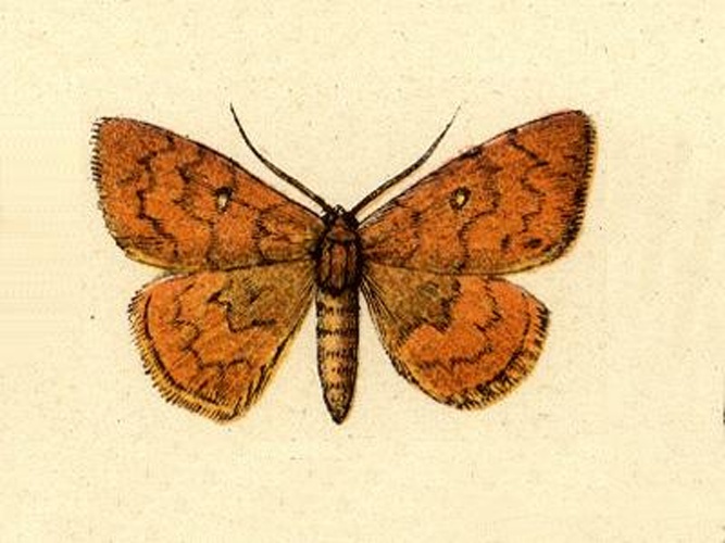 Semaeopus vincentii © Seitz