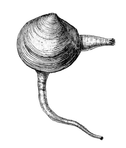 Loripes lucinalis &copy; Henry Adams (1813–1877) and Arthur Adams (1820–1878) after Stefano Delle Chiaje (1794–1860)