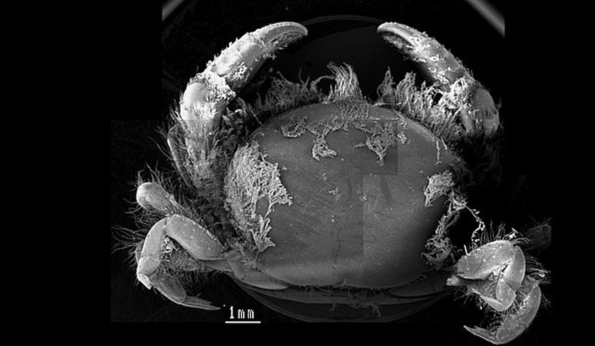 Dissodactylus primitivus &copy; No machine-readable author provided. <a href="//commons.wikimedia.org/w/index.php?title=User:Colindebruyn&amp;action=edit&amp;redlink=1" class="new" title="User:Colindebruyn (page does not exist)">Colindebruyn</a> assumed (based on copyright claims).