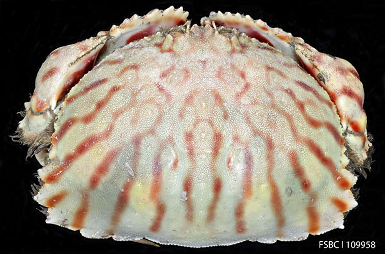 Calappa flammea &copy; FWC Fish and Wildlife Research Institute