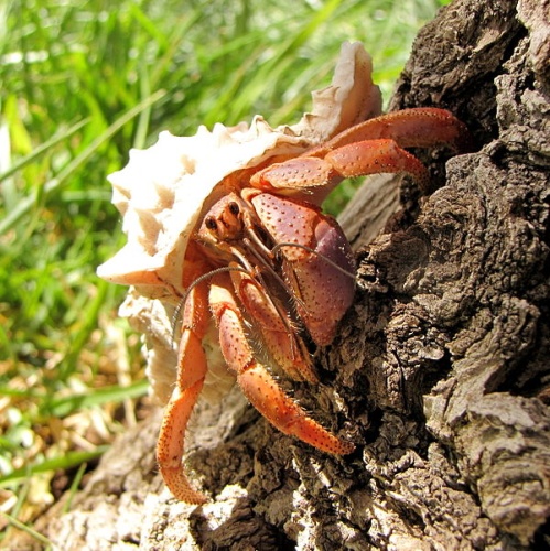 Caribbean hermit crab &copy; <a href="//commons.wikimedia.org/wiki/User:ZooFari" class="mw-redirect" title="User:ZooFari">ZooFari</a>