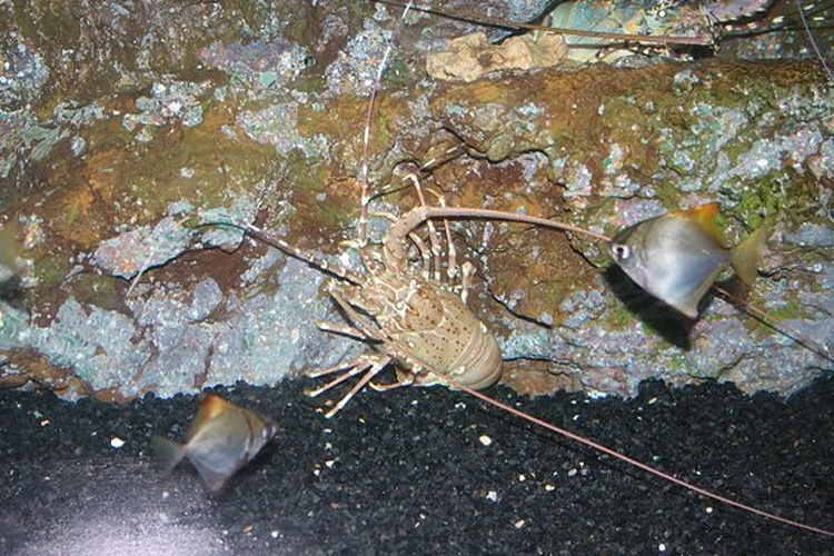 Panulirus guttatus &copy; <a href="//commons.wikimedia.org/wiki/User:Bjoertvedt" title="User:Bjoertvedt">Bjoertvedt</a>