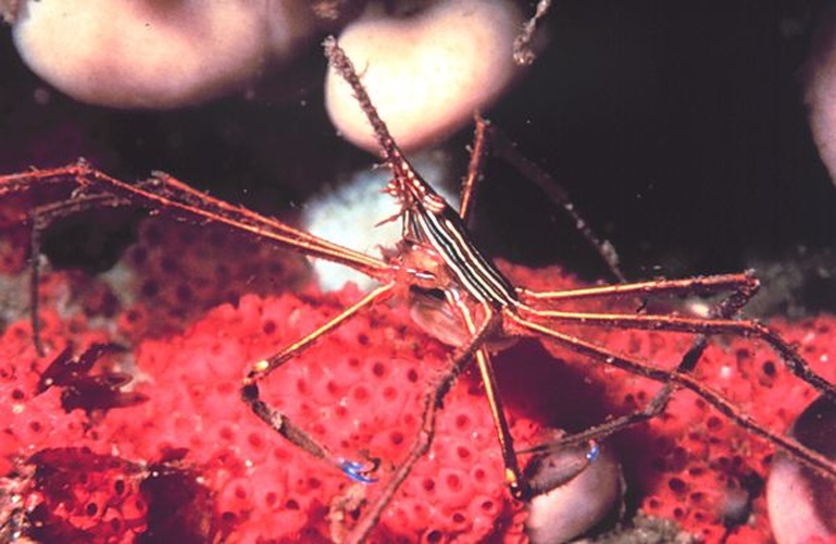 Stenorhynchus seticornis © NOAA