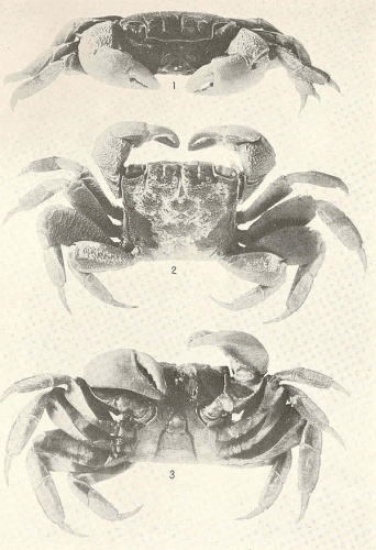 Sesarma rectum &copy; <bdi><a href="https://en.wikipedia.org/wiki/en:Mary_J._Rathbun" class="extiw" title="w:en:Mary J. Rathbun">Mary J. Rathbun</a>
</bdi>