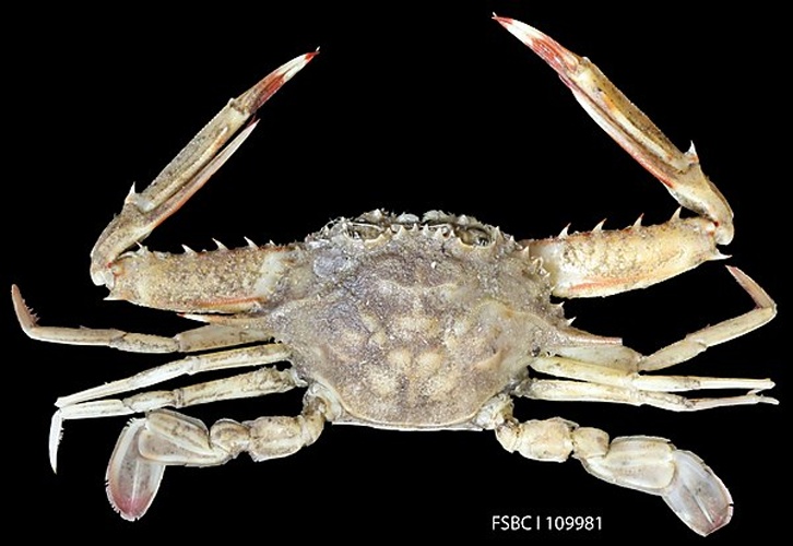 Achelous spinicarpus &copy; <a rel="nofollow" class="external text" href="https://www.flickr.com/people/47377886@N05">FWC Fish and Wildlife Research Institute</a>