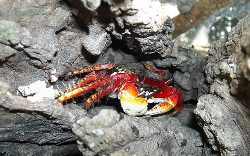 Goniopsis cruentata &copy; <a href="//commons.wikimedia.org/w/index.php?title=User:Marcelosan&amp;action=edit&amp;redlink=1" class="new" title="User:Marcelosan (page does not exist)">Marcelosan</a>