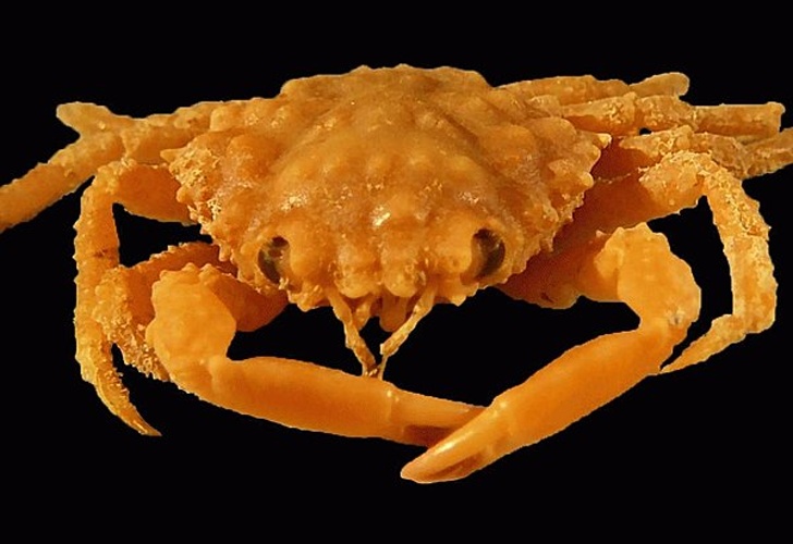 Mithrax pleuracanthus © Adiël A. Klompmaker​, Roger W. Portell, Aaron T. Klier, Vanessa Prueter, Alyssa L. Tucker