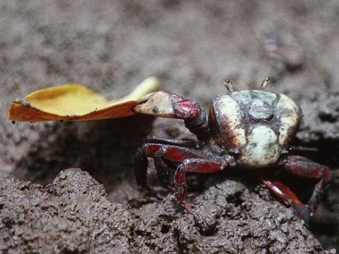 Ucides cordatus © <a href="//commons.wikimedia.org/wiki/User:Umehlig" title="User:Umehlig">Umehlig</a>