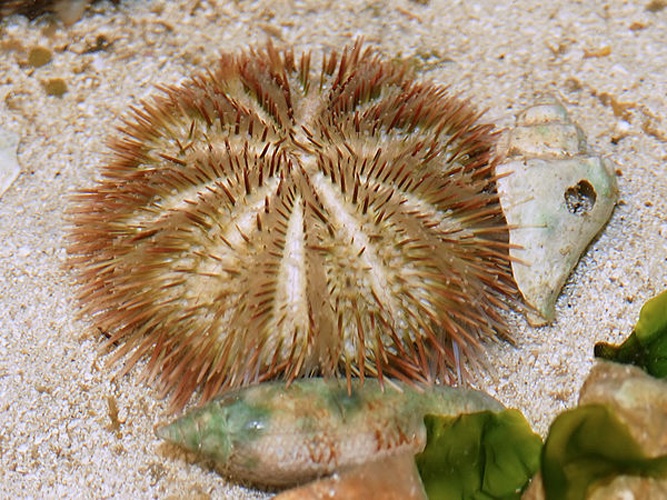 Lytechinus variegatus © <div class="fn value">
Hans Hillewaert</div>