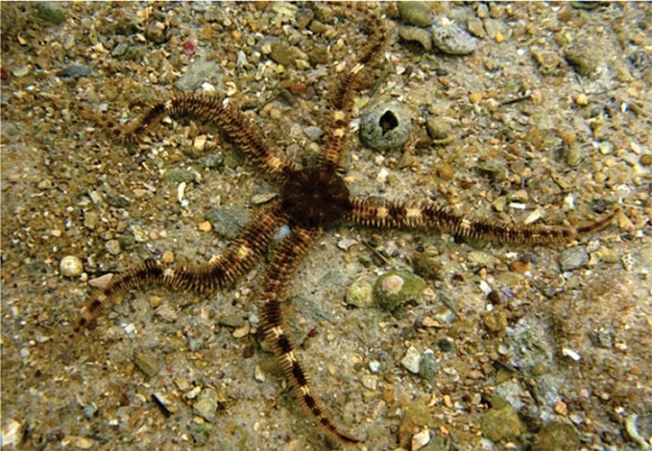 Ophiocoma echinata © Gondim AI, Alonso C, Dias TLP, Manso CLC, Christoffersen ML (2013) A taxonomic guide to the brittlestars(Echinodermata, Ophiuroidea) from the State of Paraíba continental shelf, Northeastern Brazil. ZooKeys 307: 45–96. doi: 10.3897/zookeys.307.4673