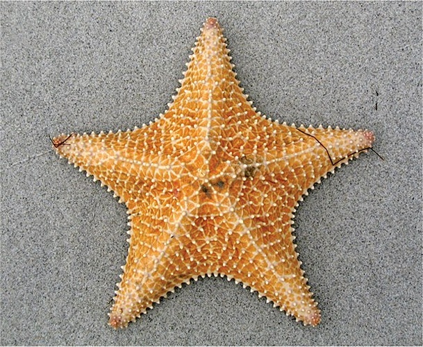 Oreaster reticulatus © (Photo: Thelma LP Dias) Gondim AI, Alonso C, Dias TLP, Manso CLC, Christoffersen ML (2013) A taxonomic guide to the brittlestars(Echinodermata, Ophiuroidea) from the State of Paraíba continental shelf, Northeastern Brazil. ZooKeys 307: 45–96. doi: 10.3897/zookeys.307.4673