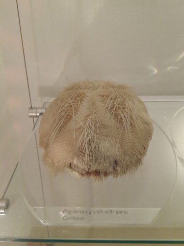 Plagiobrissus grandis © <a href="//commons.wikimedia.org/wiki/User:Kinkreet" title="User:Kinkreet">Kinkreet</a>