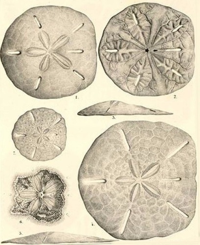 Leodia sexiesperforata © Louis Agassiz (Motier, 28 de mayo de 1807, - Cambridge, 14 de diciembre de 1873)