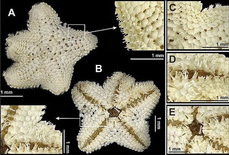 Asterinides folium © Gondim AI, Alonso C, Dias TLP, Manso CLC, Christoffersen ML (2013) A taxonomic guide to the brittlestars(Echinodermata, Ophiuroidea) from the State of Paraíba continental shelf, Northeastern Brazil. ZooKeys 307: 45–96. doi: 10.3897/zookeys.307.4673