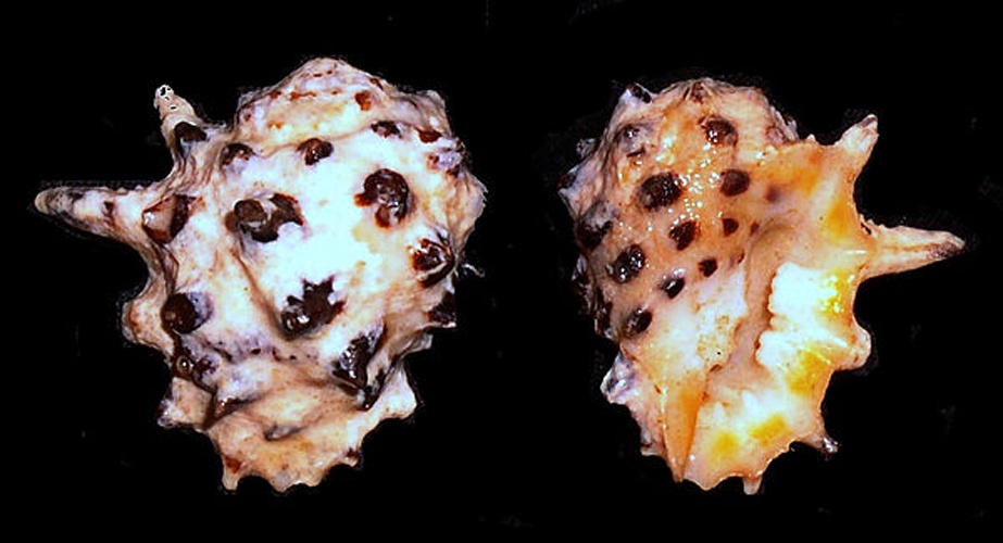 Drupa ricinus &copy; <a rel="nofollow" class="external text" href="https://www.flickr.com/photos/28722516@N02">Richard Parker</a>