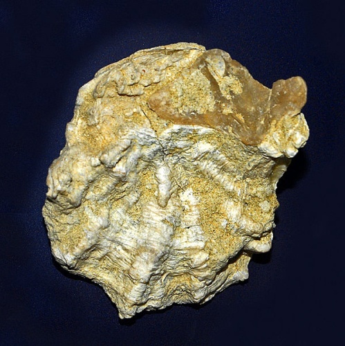 Ostrea stentina &copy; <a href="//commons.wikimedia.org/wiki/User:Hectonichus" title="User:Hectonichus">Hectonichus</a>