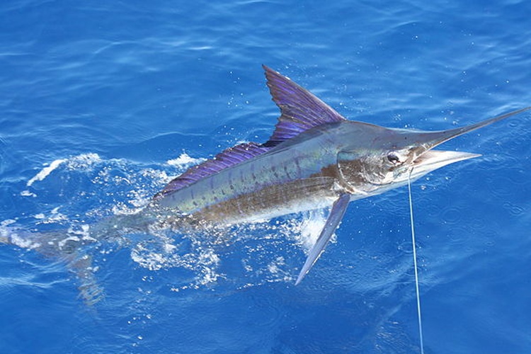 Striped marlin &copy; <a href="//commons.wikimedia.org/w/index.php?title=User:Jackiemora01&amp;action=edit&amp;redlink=1" class="new" title="User:Jackiemora01 (page does not exist)">Jackiemora01</a>