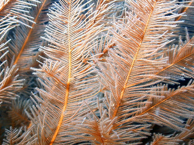 Plumapathes pennacea © NOAA
