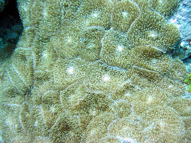 Rhodactis rhodostoma © NPS photo - Eva DiDonato. Identified by Douglas Fenner