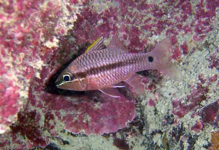 Pristiapogon kallopterus © NPS photo by Paul Brown