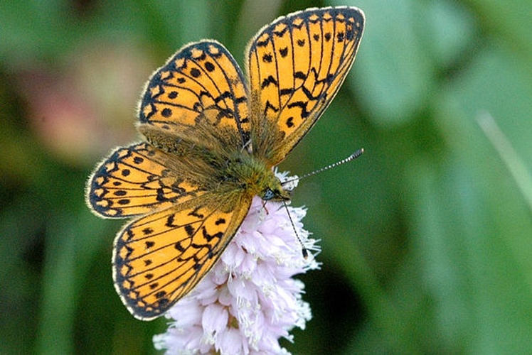 Boloria eunomia © James K. Lindsey