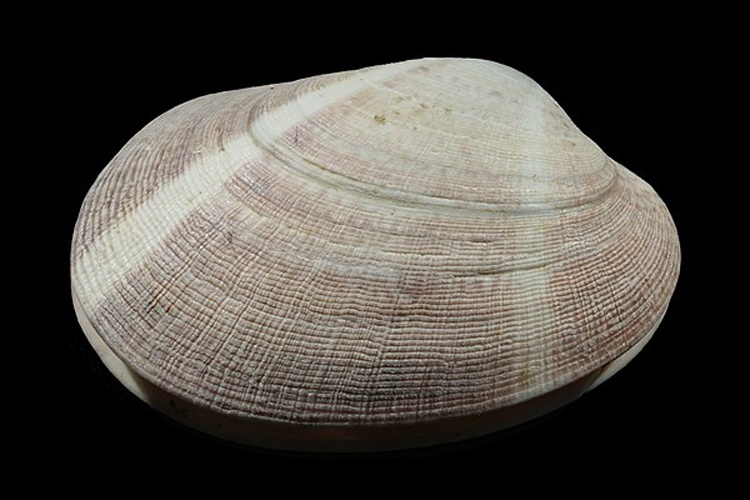  © <a href="//commons.wikimedia.org/wiki/User:Biopics" title="User:Biopics">Hans Hillewaert</a>