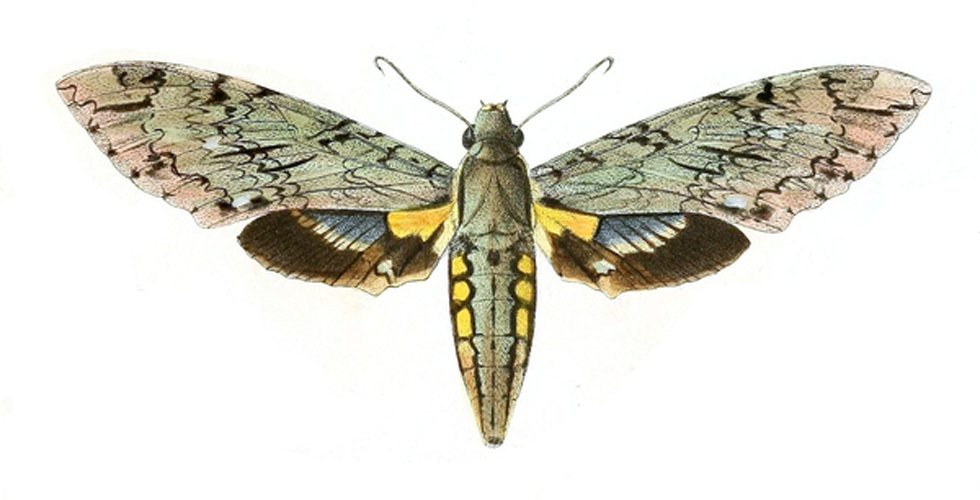 Amphonyx rivularis © E.A. Smith