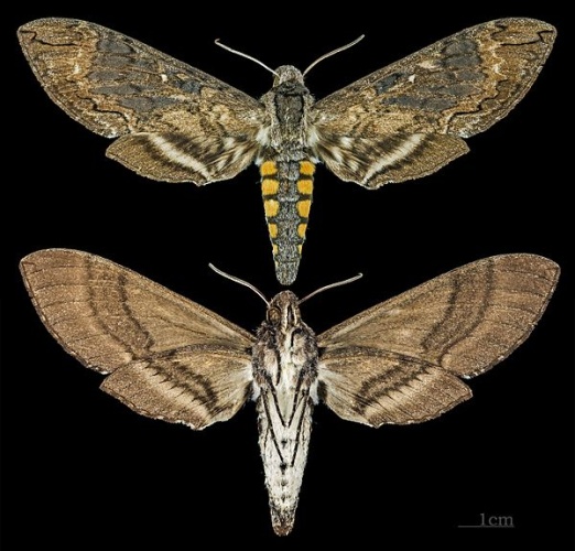 Manduca lucetius © <div class="fn value">
<a href="//commons.wikimedia.org/wiki/User:Archaeodontosaurus" title="User:Archaeodontosaurus">Didier Descouens</a>
</div>