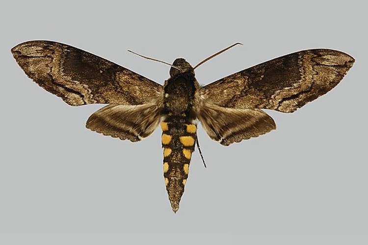 Manduca duquefi © The Trustees of the Natural History Museum, London