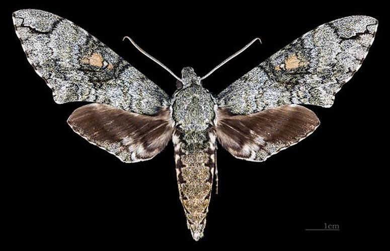 Manduca florestan © <div class="fn value">
<a href="//commons.wikimedia.org/wiki/User:Archaeodontosaurus" title="User:Archaeodontosaurus">Didier Descouens</a>
</div>