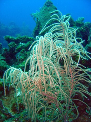 Antillogorgia americana © Fernándo Herranz Martín