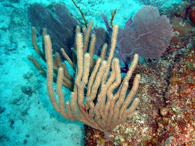 Eunicea mammosa &copy; <a rel="nofollow" class="external text" href="http://herramientas.educa.madrid.org/animalandia/autor.php?nombre=Quint%C3%ADn%20Mu%C3%B1oz">Quintín Muñoz</a>