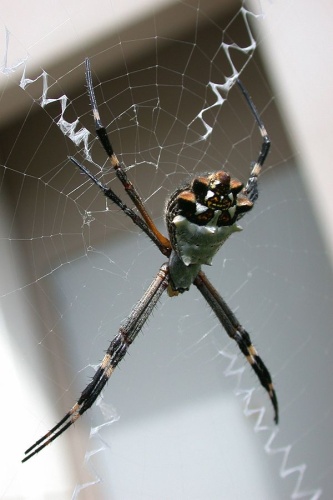 Argiope argentata © <a href="https://en.wikipedia.org/wiki/User:WillWig" class="extiw" title="wikipedia:User:WillWig">WillWig</a> at <a href="https://en.wikipedia.org/wiki/" class="extiw" title="wikipedia:">English Wikipedia</a>