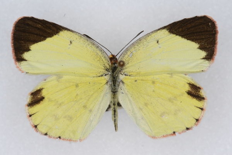 Eurema lisa &copy; Colorado State University