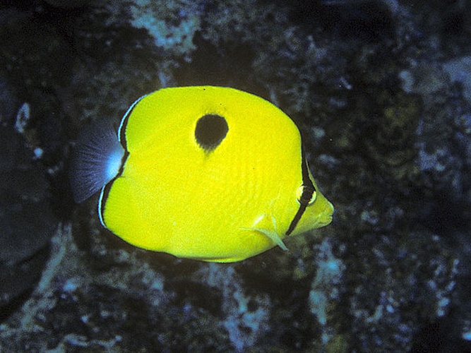 Yellow teardrop butterflyfish © Bernard E. Picton <a href="//commons.wikimedia.org/wiki/User:BernardP" title="User:BernardP">BernardP</a>