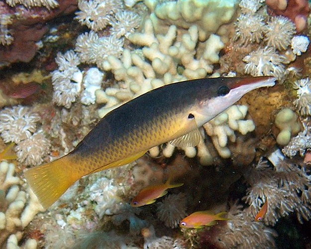 Gomphosus caeruleus &copy; <a rel="nofollow" class="external text" href="https://www.flickr.com/photos/86368962@N00">Rob</a>