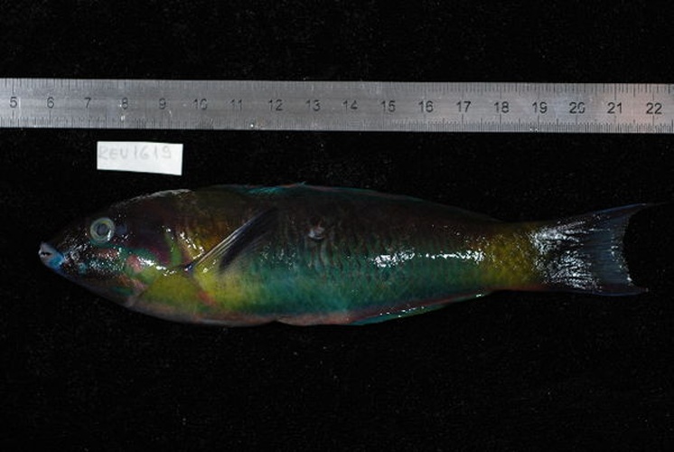 Thalassoma genivittatum &copy; Unspecified