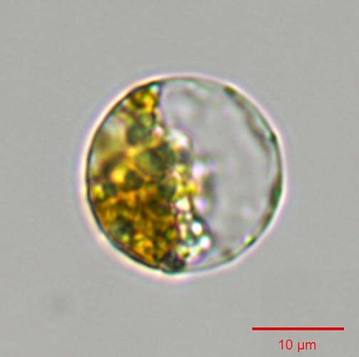 Thalassiosira pseudonana © <a rel="nofollow" class="external text" href="https://www.flickr.com/people/33247428@N08">Oregon State University</a>