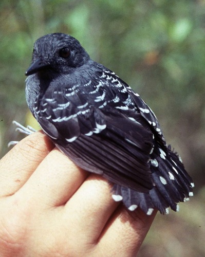 Scale-backed Antbird © Ana Agreda, <a rel="nofollow" class="external text" href="http://www.avesconservacion.org/">Aves y Conservación</a>