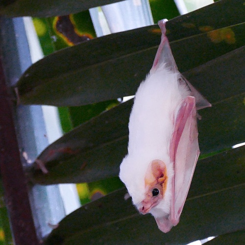 Northern Ghost Bat © <a href="//commons.wikimedia.org/w/index.php?title=User:MichaelAutumn&amp;action=edit&amp;redlink=1" class="new" title="User:MichaelAutumn (page does not exist)">Michael Autumn</a>