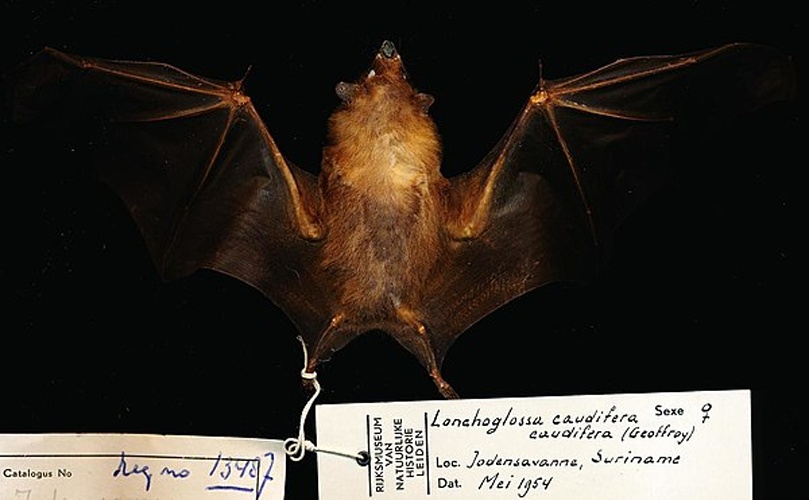 tailed tailless bat © 