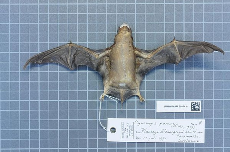 Para dog-faced bat © 