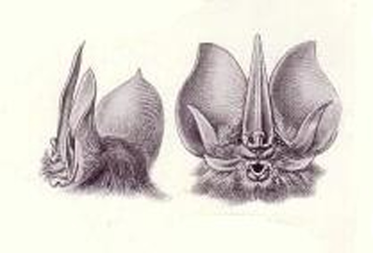 Tomes's Sword-nosed Bat &copy; 