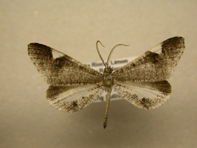 Macrosoma heliconiaria &copy; James Sullivan, Research Collection of J. B. Sullivan