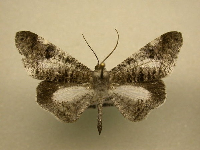 Macrosoma conifera &copy; James Sullivan, Research Collection of J. B. Sullivan