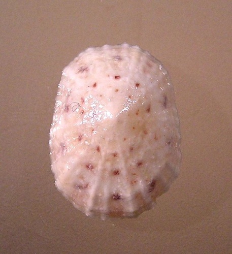 Eoacmaea pustulata © <a rel="nofollow" class="external text" href="https://www.biolib.cz/en/person/id3973/">Jan Delsing</a>