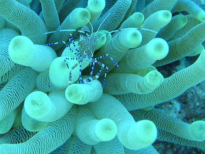 Spotted cleaner shrimp © 